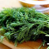 Dill vegetables bunch