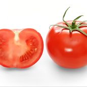 Premium Tomatoes